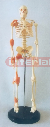 65 CM TALL HUMAN SKELETON MODEL WITH RIGHT LIGAMENTS